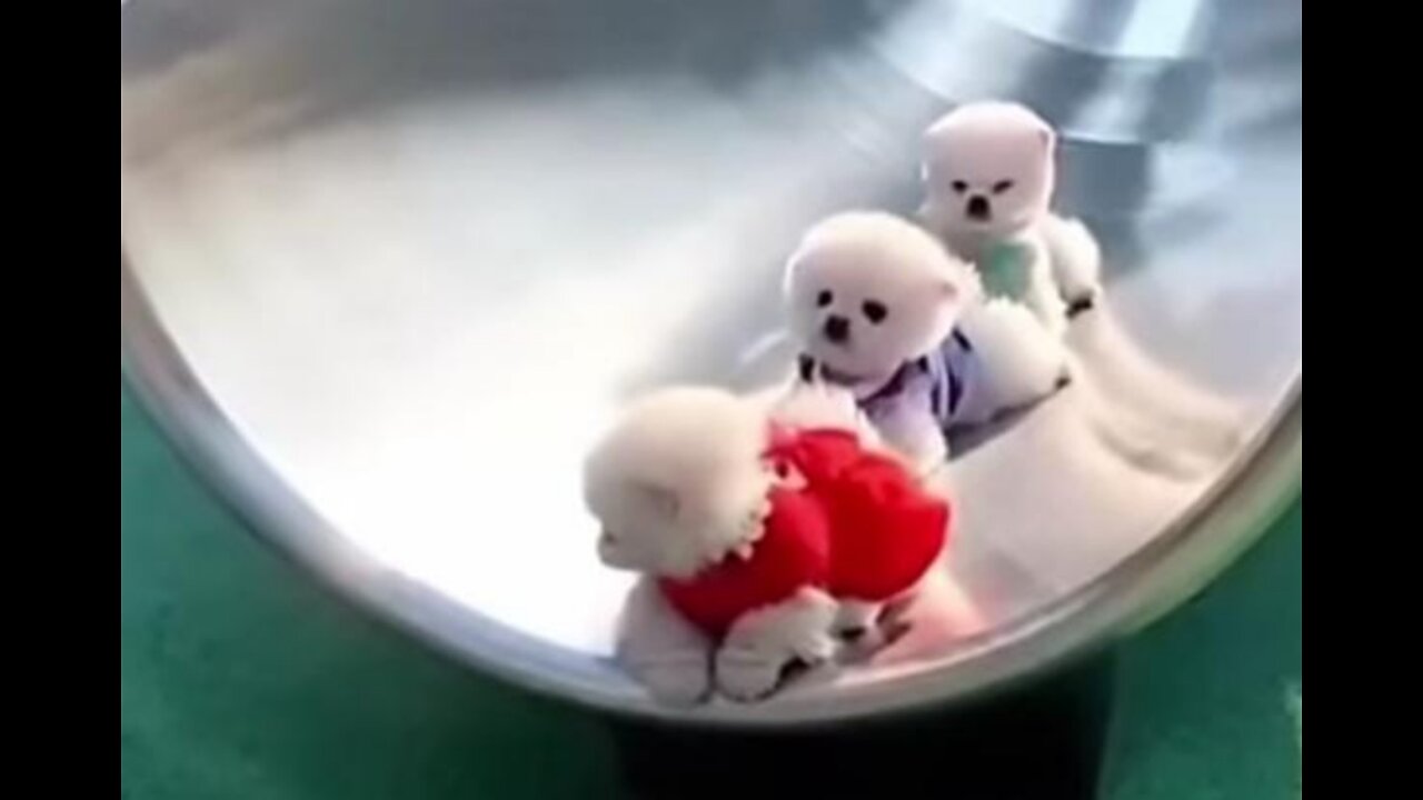 Smallet and cute puppies