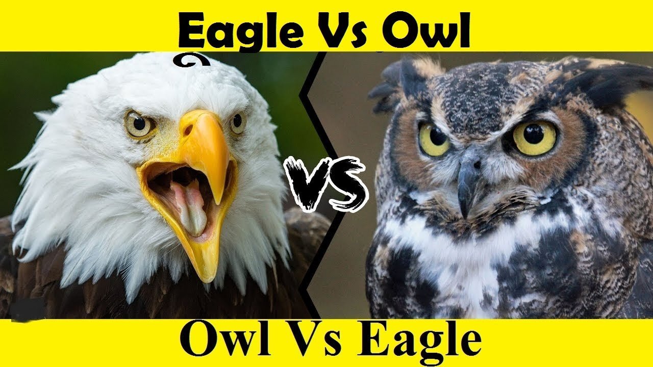 Eagle Attack Owl. Owl Vs Eagle. (Tutorial Video)