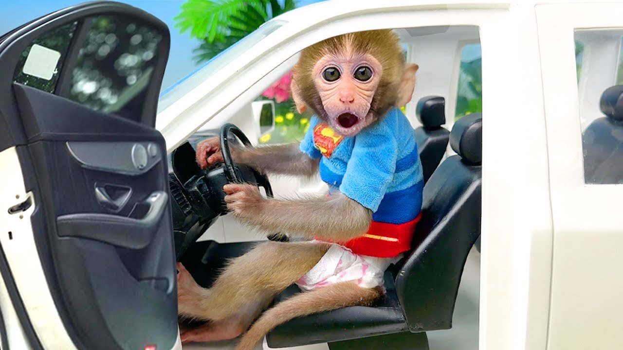 Baby monkey in car