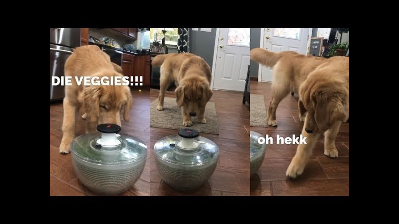 My Dog Reacts to a Salad Spinner