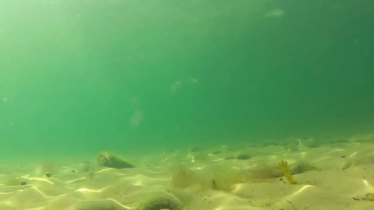 Swimming Through Seaweed on Ocean Floor