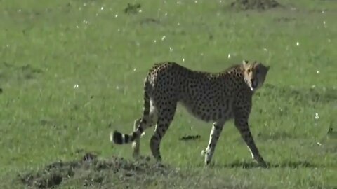 Nov 02, 2017- Sunrise -The Cheetah are considering chasing for a meal