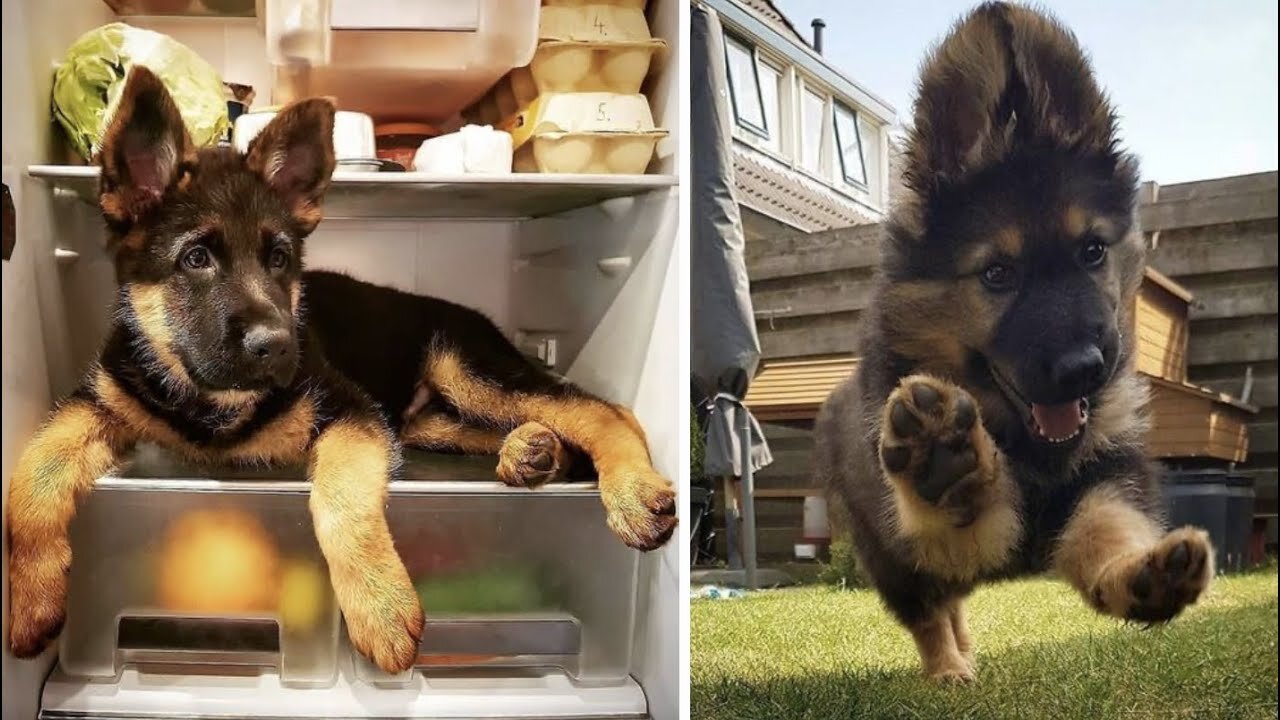 Funny and Cute German Shepherd Videos That Will Change Your Mood For Good - GSD Puppy