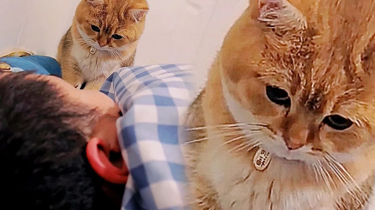 Kittens like to hear their owners purr