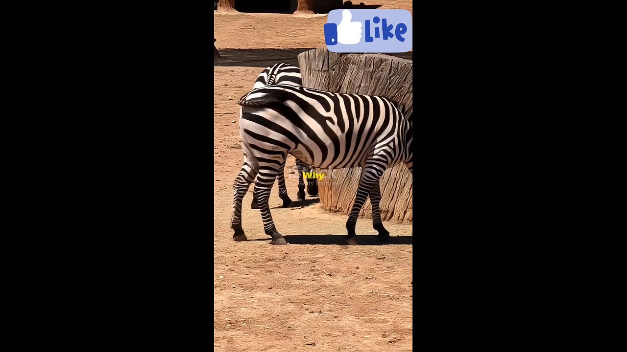 Symbiotic relationship between Zebra and Ostrich