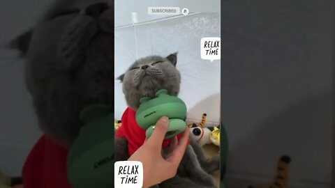 funny cat videos | cute cat videos| cute animals funny cats #shorts #shortsfunny #cutecat #funnycat