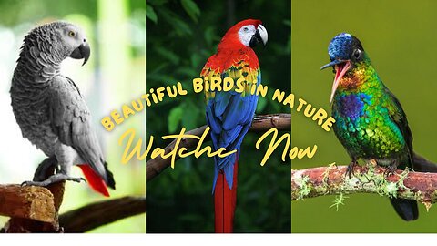 Beautiful Brids in Nature | Parrots & Plants | Relaxing Sounds and Peace
