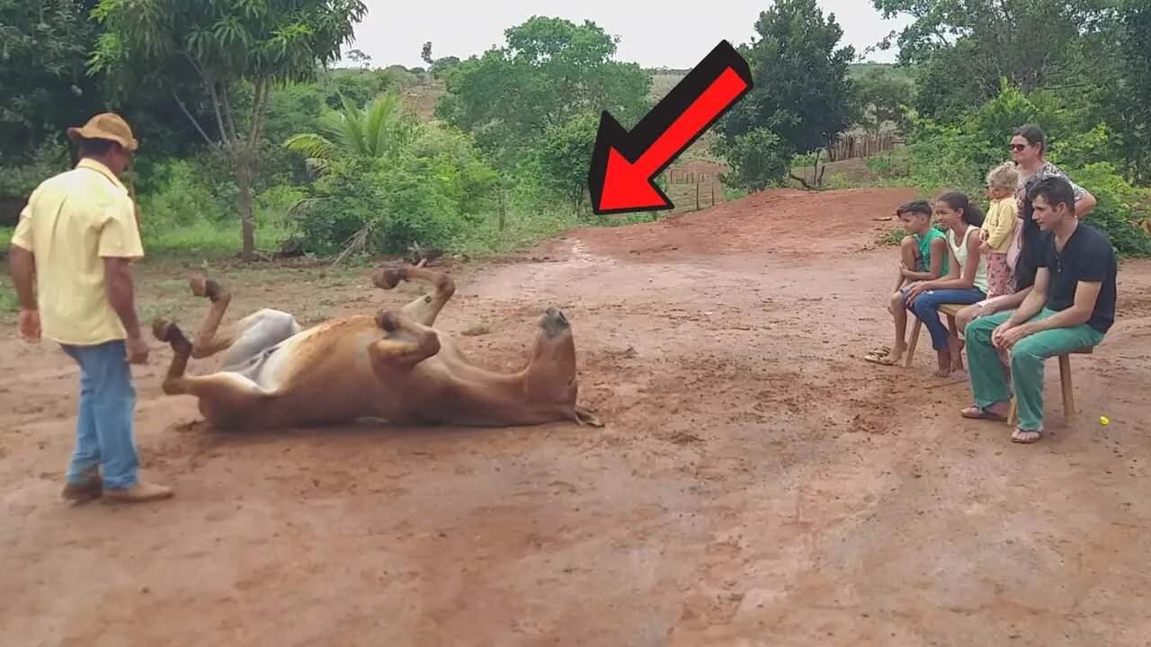 OLHA A REAÇÃO DO BURRO AO VER SEU DONO FALAR COM ELE