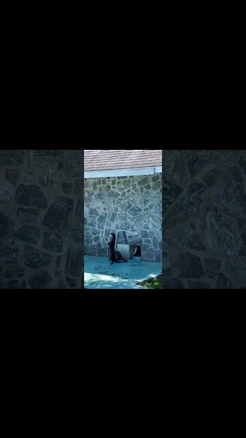 Sea Otters standing on two legs