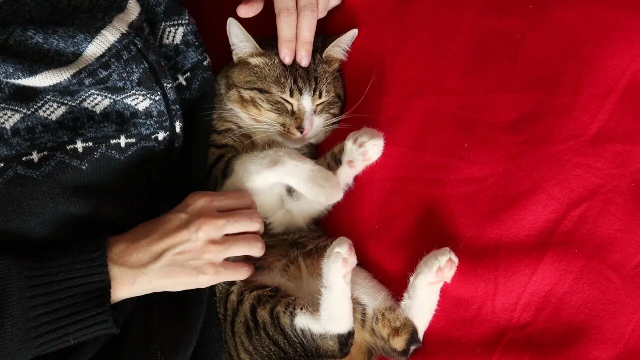 This Funny Cat Likes to Sleep in Bed Like His Humans and Get Belly Tickles