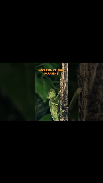 NO REINO DOS ANIMAIS.