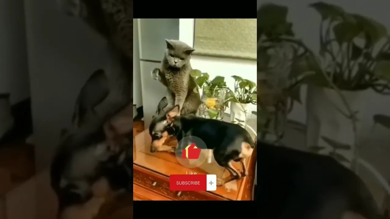 Cat Fight | Funny Animals