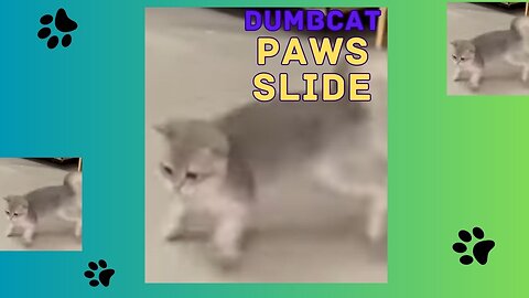 FUNNY CAT Slide