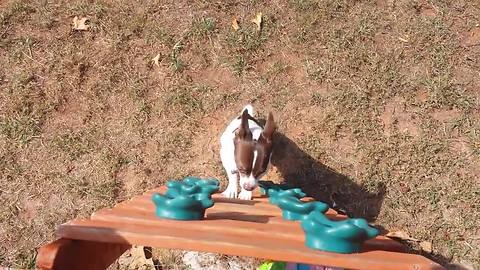 Chihuahua climbs ladder to go down slide