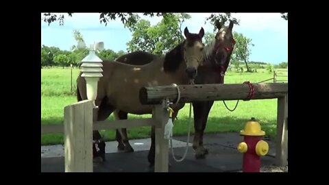 Forcing Horses To Get Along Part Two -