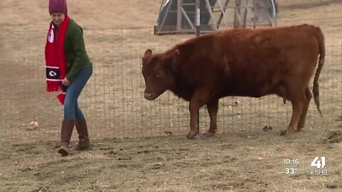 Chiefs Kingdom's creativity enlisted to name calf