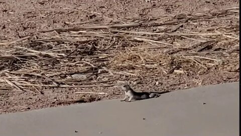 CRIATURAS DEL DESIERTO EN EL CONTINENTE AMERICANO