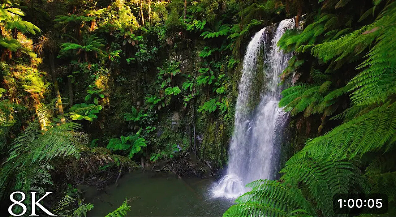 Australian Rainforest Relaxation in 8K | 1HR Ambient Nature Relaxation™ Film with Music