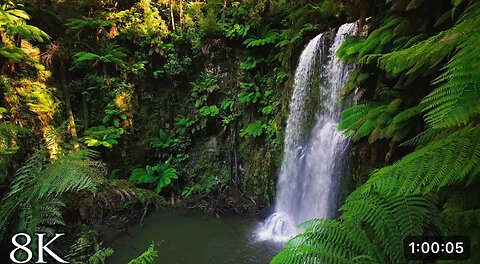Australian Rainforest Relaxation in 8K | 1HR Ambient Nature Relaxation™ Film with Music