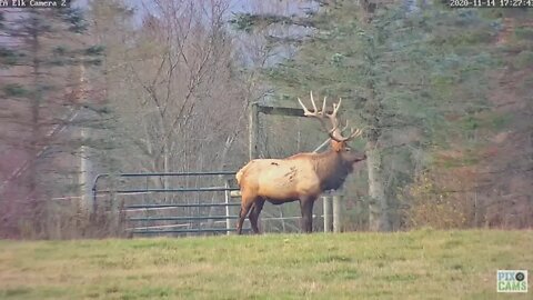 Huge Bull Elk 2020 11 14 5:27PM