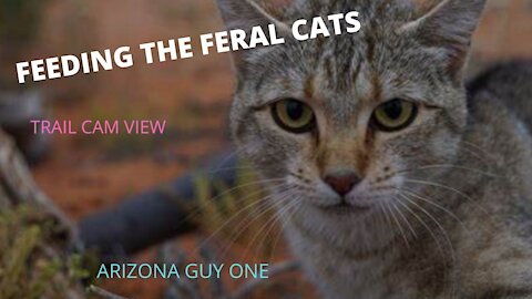TRAIL CAM FEEDING THE FERAL CATS