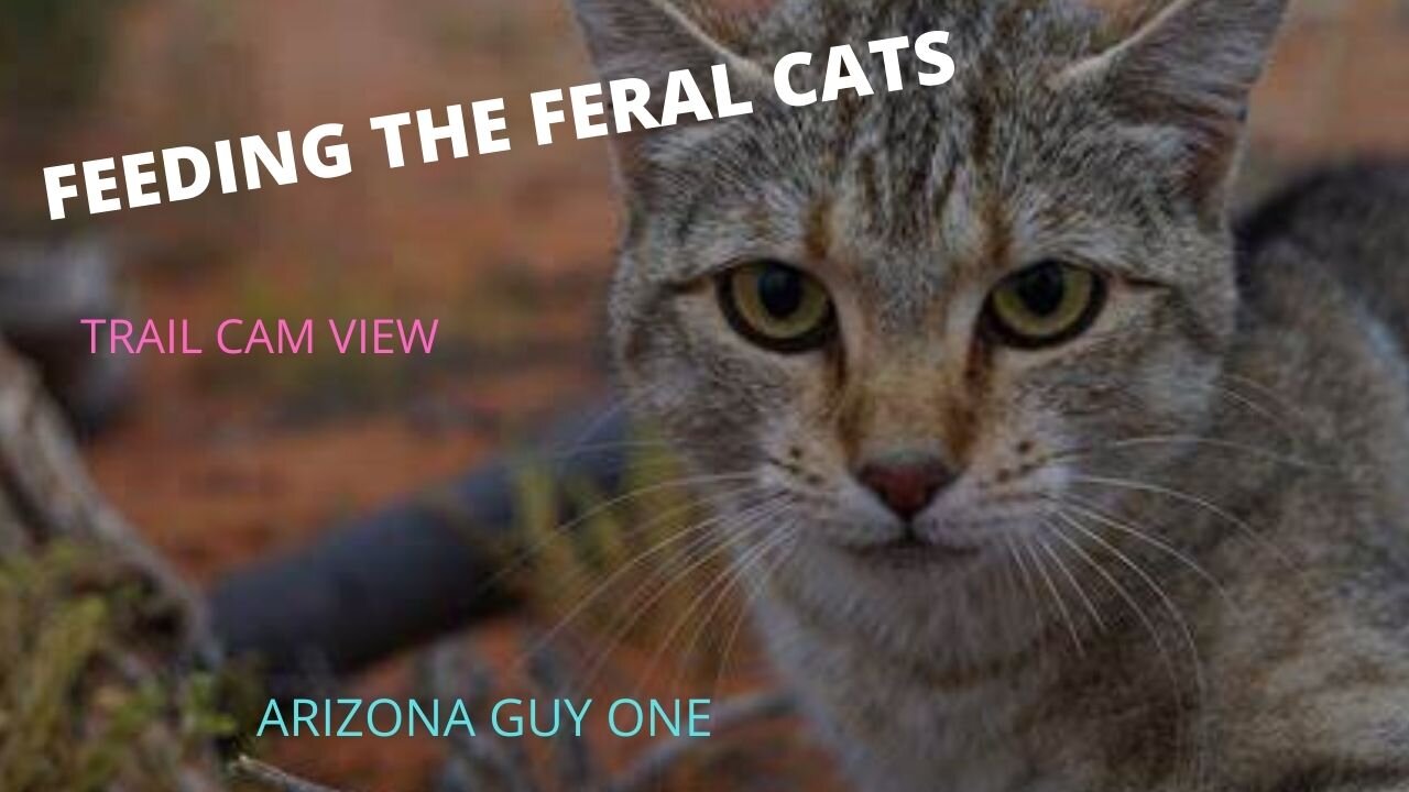 TRAIL CAM FEEDING THE FERAL CATS