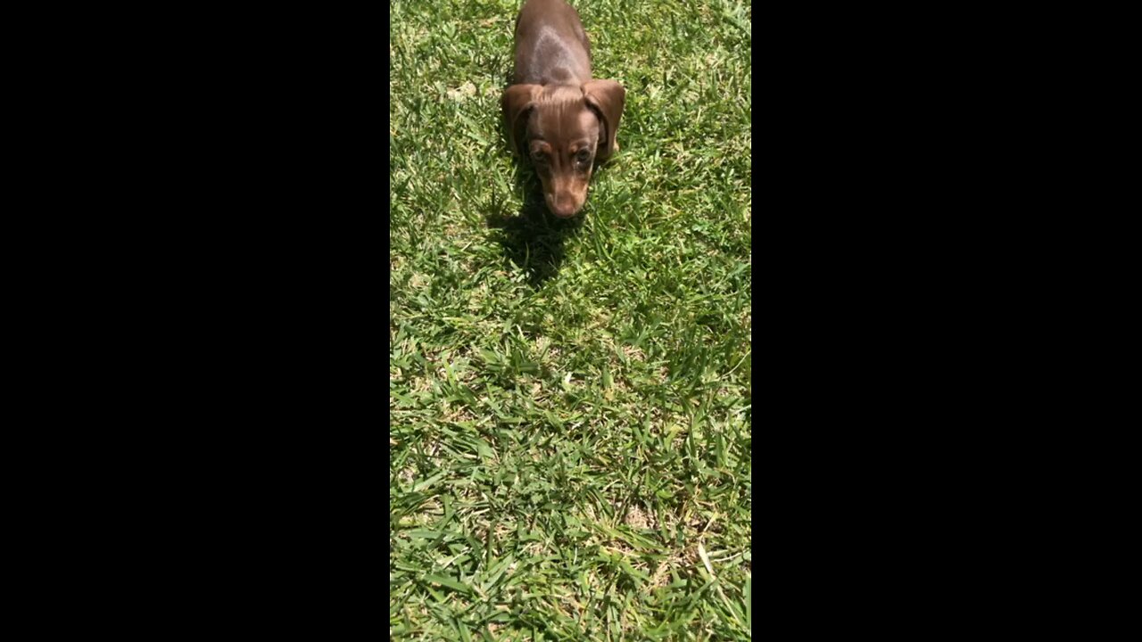 Dachshund Puppy