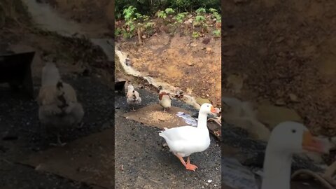 The sound a gander makes. Husky almost whistling sound. His girl looks at him with interest.