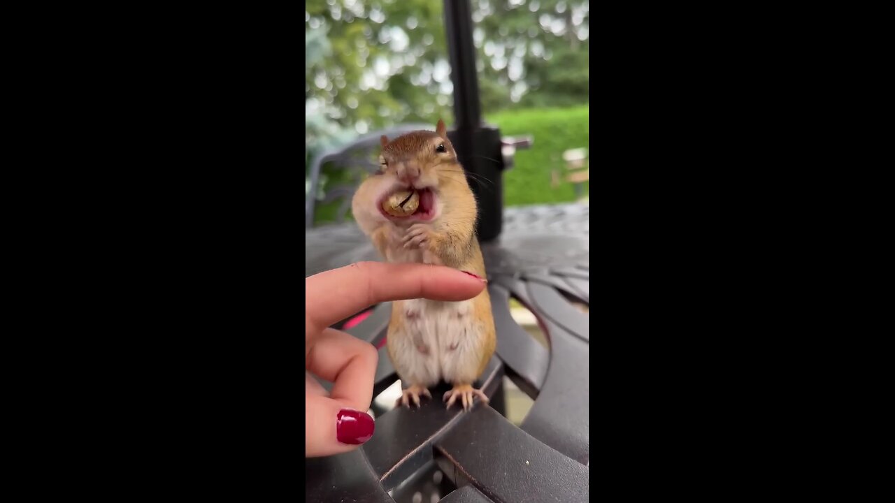 eating peanuts to an chipmunk