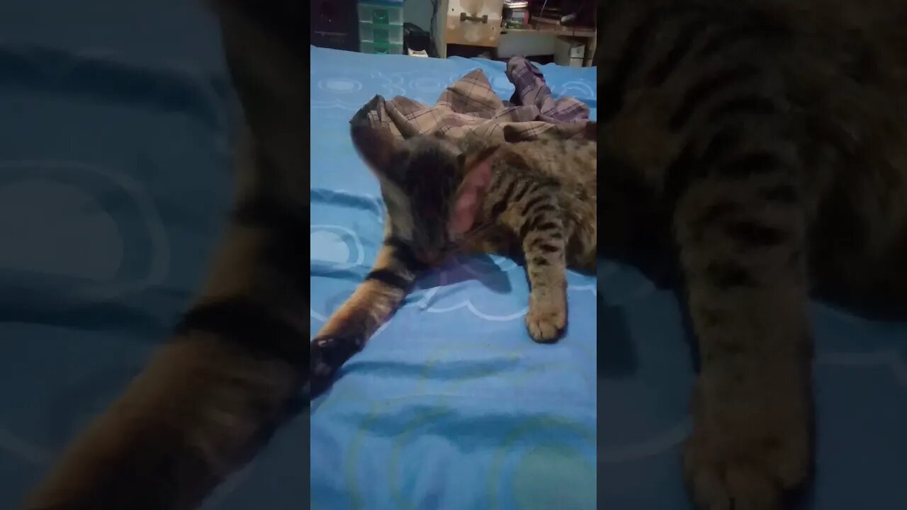 kucing