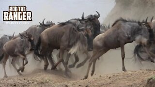 Great Migration Crossing The Mara River | Maasai Mara Safari | Zebra Plains