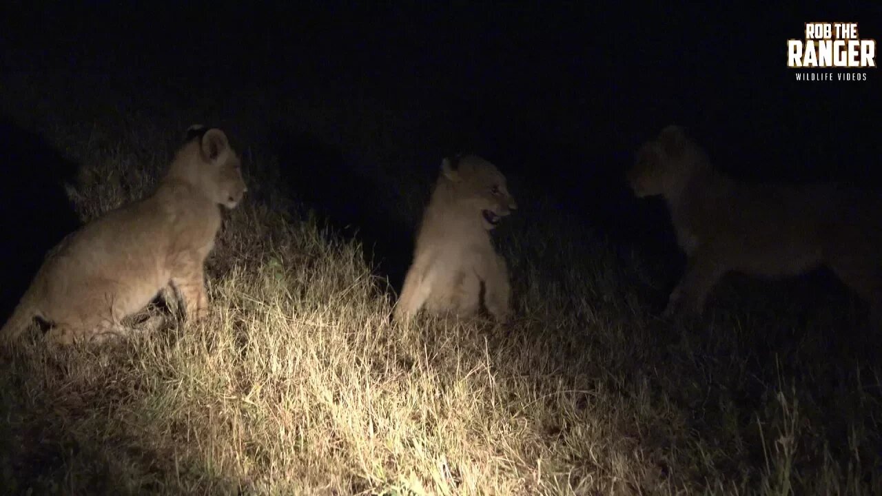 Daughters Of The Mapogo Lions - Rebuilding The Othawa Pride - 168: Cubs Play At Night