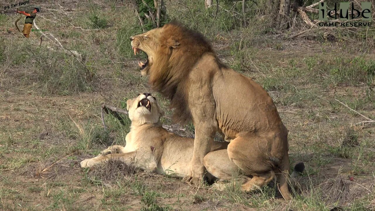 WILDlife: Lions On A River Island