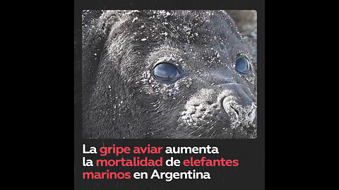 Brote de gripe aviar eleva la mortalidad de elefantes marinos y focas en Argentina