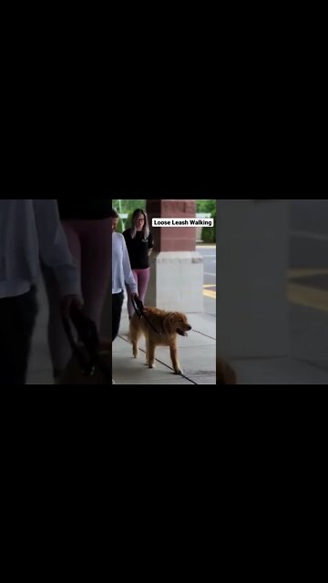 Loose Leash Walking. Let's go. Doesn't have to be perfect, just start! That's the hardest part