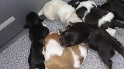 I Litter - May 13th (9 days old)