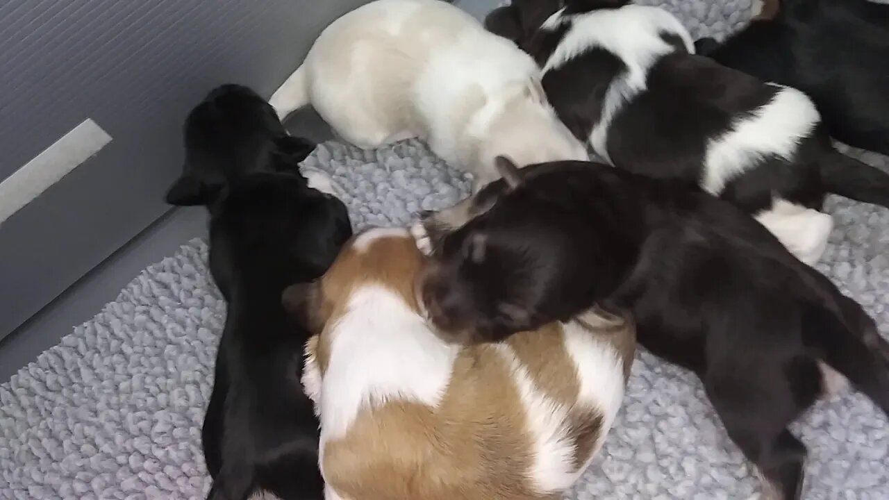 I Litter - May 13th (9 days old)