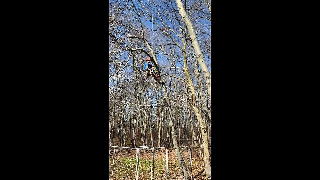 Limbing a tree