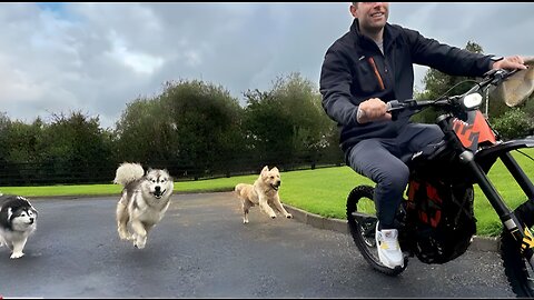 A Motorbike For The Dog ? What Has He Done Now!