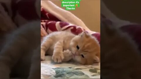 cute cat videos 😹 funny videos 😂 1180😻 #shorts