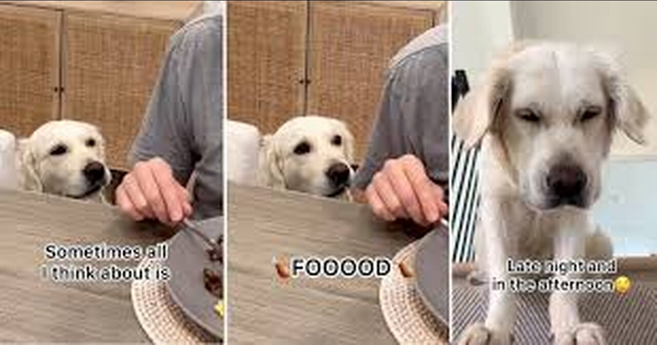 Ultimate Funny Dogs Compilation! Most Viral Videos