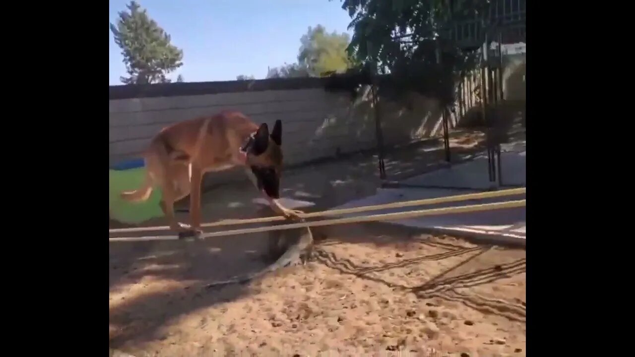 Different Breed