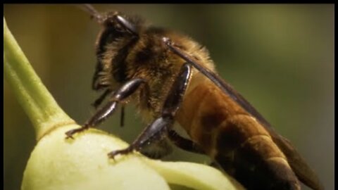 Honey Hunters vs Bees and Tigers - Ganges