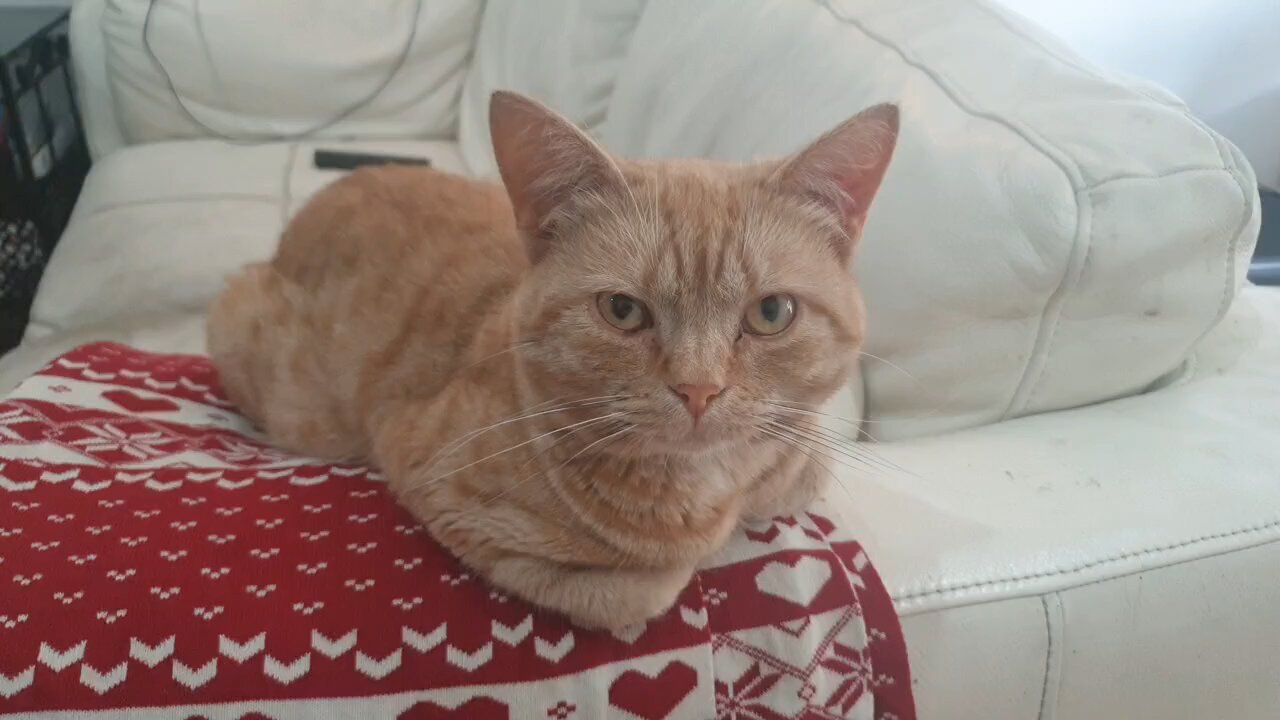 Close-Up Video Of Cat Resting On The Sofa