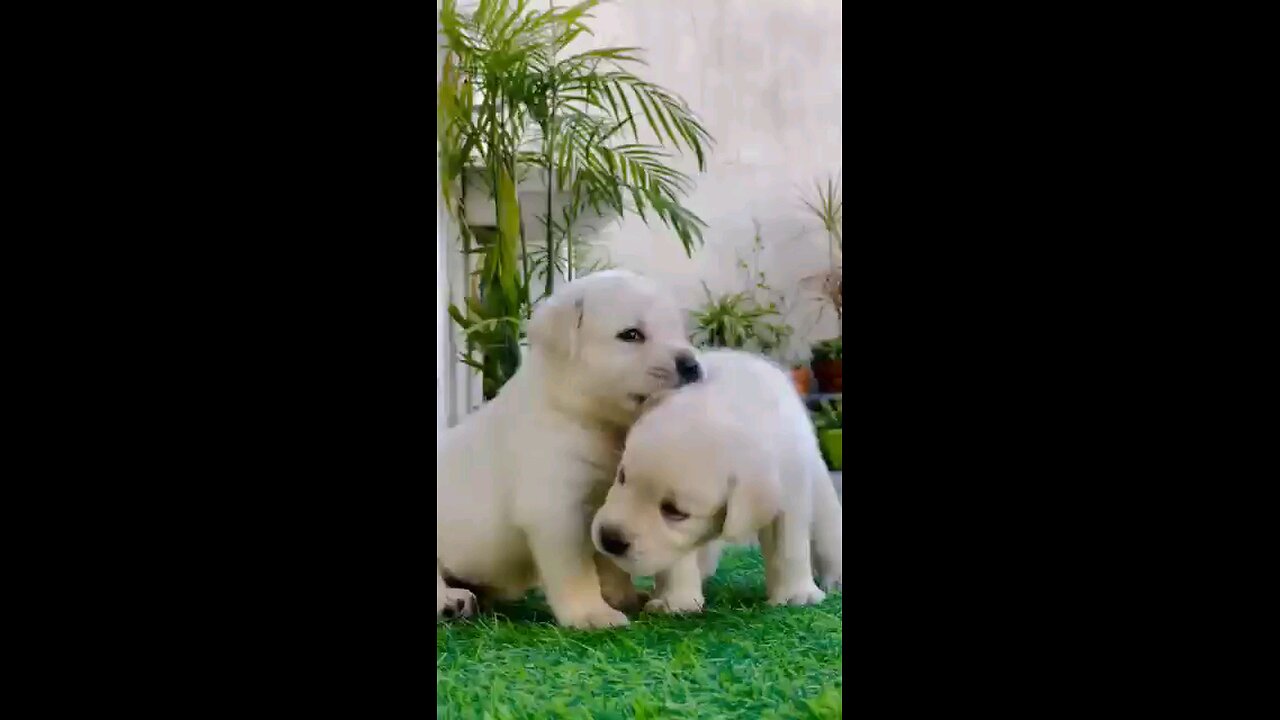 cute puppy 🐶 playing with garden in your friend
