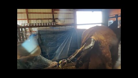 Easy Calf Pull | Calving 2021