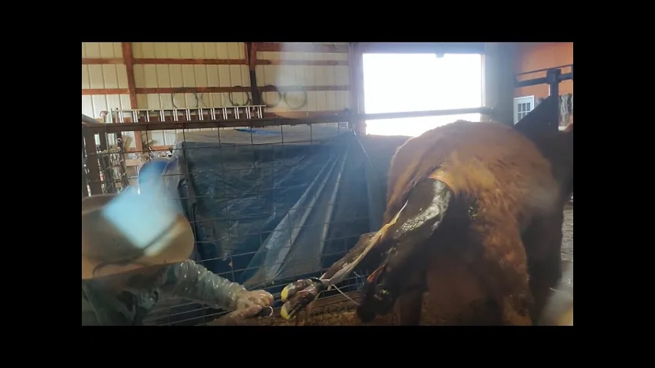 Easy Calf Pull | Calving 2021