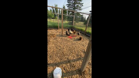 Chickens enjoying their watermelon