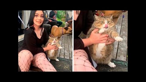 OMG Cute Cat Videos - Funny Cats Compilation