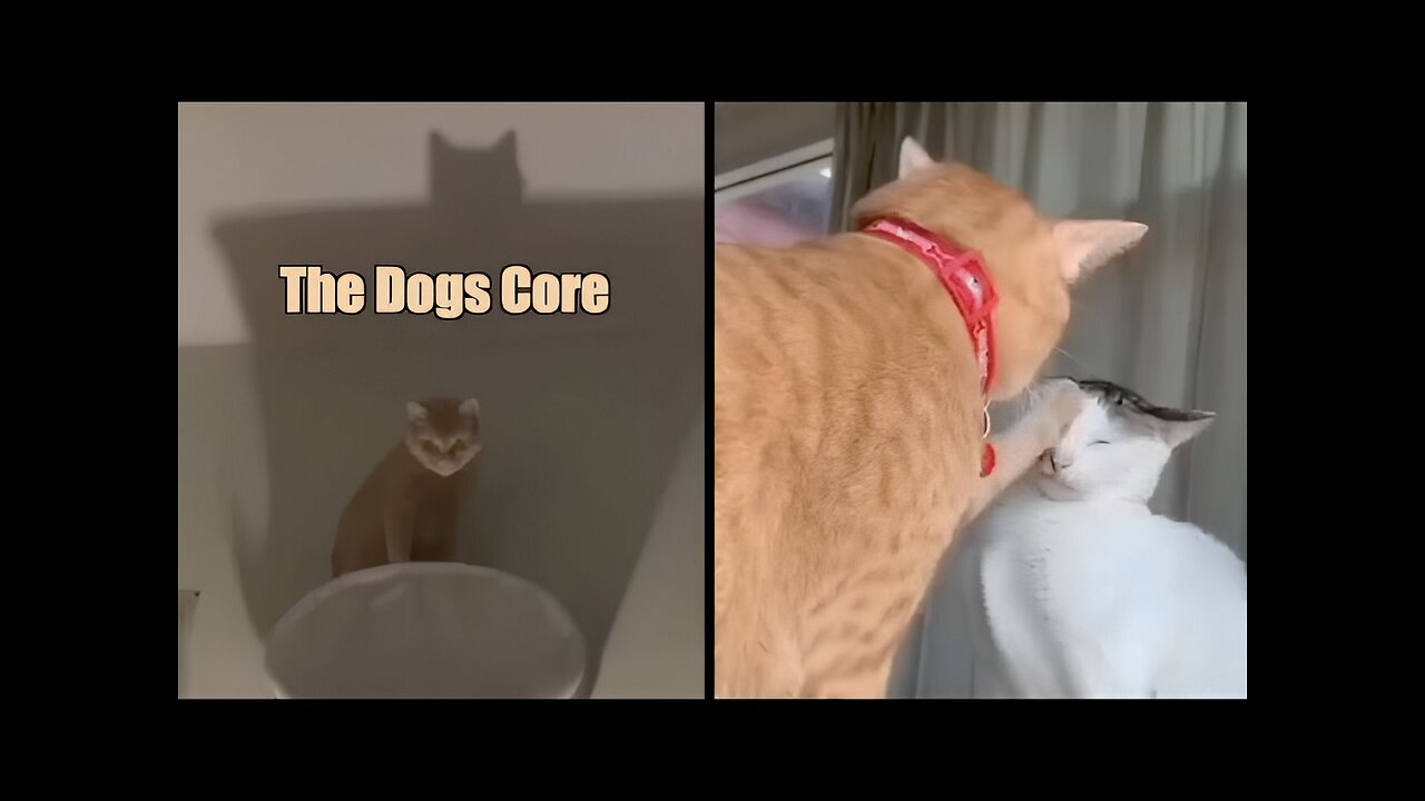 The Dark Cat Meows